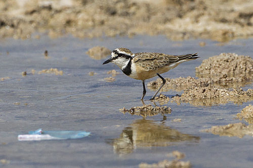 Madagascan plover